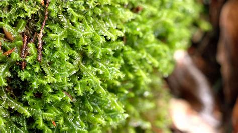 種苔蘚|走進苔蘚綠世界｜種植熱潮背後課題